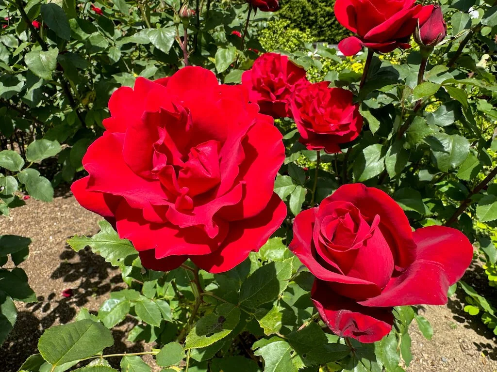 Rosa 'Eddie's Jewel' (Eddie's Jewel Rose) — Northwest Blooms